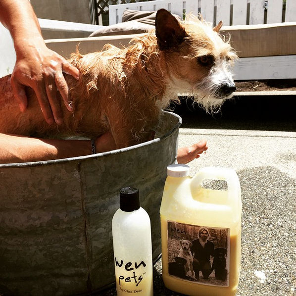 April 18: Yay!!! Love that my nephew @mickwagger is getting his #wenpets spa day on thanks to his parents @cammymumu & @_nickmiller #wen #wen4pets @chazdean
