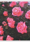 Filename=055.jpg
Filesize=150KiB
Dimensions=1080x1080
Date added=Feb 08, 2017 055.jpg