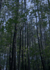 VampireDiariesWorld-dot-nl_Legacies4x07SomeplaceFarAwayfromAllThisViolence0216.jpg