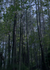 VampireDiariesWorld-dot-nl_Legacies4x07SomeplaceFarAwayfromAllThisViolence0217.jpg