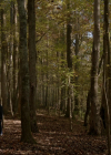 VampireDiariesWorld-dot-nl_Legacies4x09ICantBetheOnetoStopYou0779.jpg