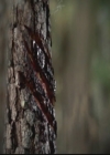 VampireDiariesWorld-dot-org_TheOriginals1x05SinnersAndSaints1146.jpg