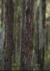 VampireDiariesWorld-dot-org_TheOriginals1x05SinnersAndSaints1158.jpg