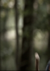 VampireDiariesWorld-dot-nl_TheOriginals-2x04LiveAndLetDie0692.jpg