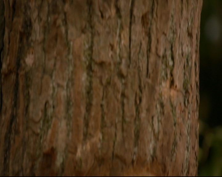 vampirediariesworld-dot-nl_TheOriginals5x07GodsGonnaTroubleTheWater01453.jpg