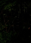 VampireDiariesWorld-dot-org_1x01Pilot_Captures01889.jpg