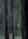 VampireDiariesWorld-dot-org_2x03BadMoonRising0872.jpg