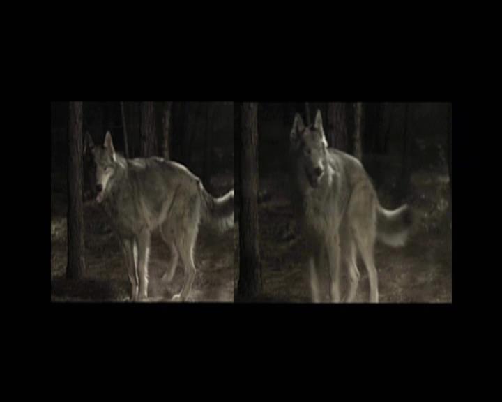 VampireDiariesWorld-dot-org_Seizoen2-DVDExtras-PagesOfTheWolf-BuildingTheBeast0117.jpg