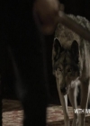 VampireDiariesWorld-dot-org_Seizoen2-DVDExtras-PagesOfTheWolf-BuildingTheBeast0102.jpg