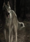 VampireDiariesWorld-dot-org_Seizoen2-DVDExtras-PagesOfTheWolf-BuildingTheBeast0120.jpg