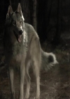 VampireDiariesWorld-dot-org_Seizoen2-DVDExtras-PagesOfTheWolf-BuildingTheBeast0123.jpg