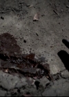 VampireDiariesWorld-dot-org_4x14DownTheRabbitHole0714.jpg