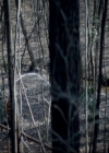 VampireDiariesWorld-dot-nl_7x17IWentToTheWoods0709.jpg