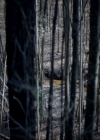 VampireDiariesWorld-dot-nl_7x17IWentToTheWoods0712.jpg