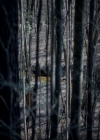 VampireDiariesWorld-dot-nl_7x17IWentToTheWoods0713.jpg