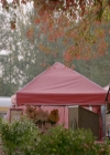 VampireDiaries-dot-nl_VampireDiaries-8x11YouMadeAChoiceToBeGood0818.jpg