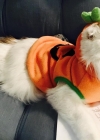 Filename=141.jpg
Filesize=89KiB
Dimensions=1080x746
Date added=Mar 19, 2020 141.jpg