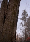 VampireDiariesWorld-dot-nl_TheOriginals_3x13HeartShapedBox0327.jpg