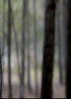 VampireDiariesWorld-dot-org_2x10TheSacrifce0861.jpg