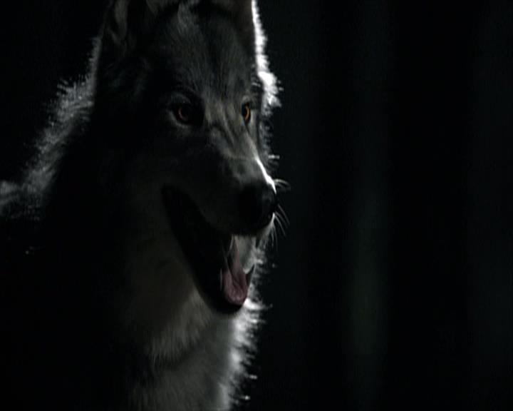 VampireDiariesWorld-dot-org_Seizoen2-DVDExtras-PagesOfTheWolf-BuildingTheBeast0001.jpg