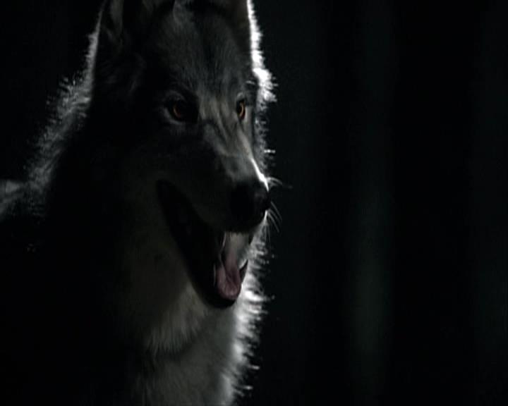 VampireDiariesWorld-dot-org_Seizoen2-DVDExtras-PagesOfTheWolf-BuildingTheBeast0280.jpg