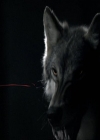 VampireDiariesWorld-dot-org_Seizoen2-DVDExtras-PagesOfTheWolf-BuildingTheBeast0006.jpg