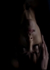 VampireDiariesWorld-dot-org_4x17BecauseTheNight1187.jpg